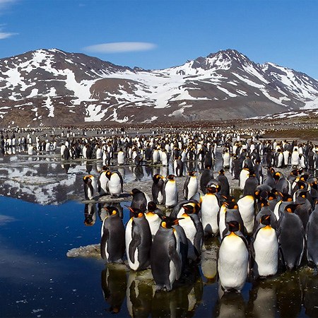 Antarctica, South Georgia Island