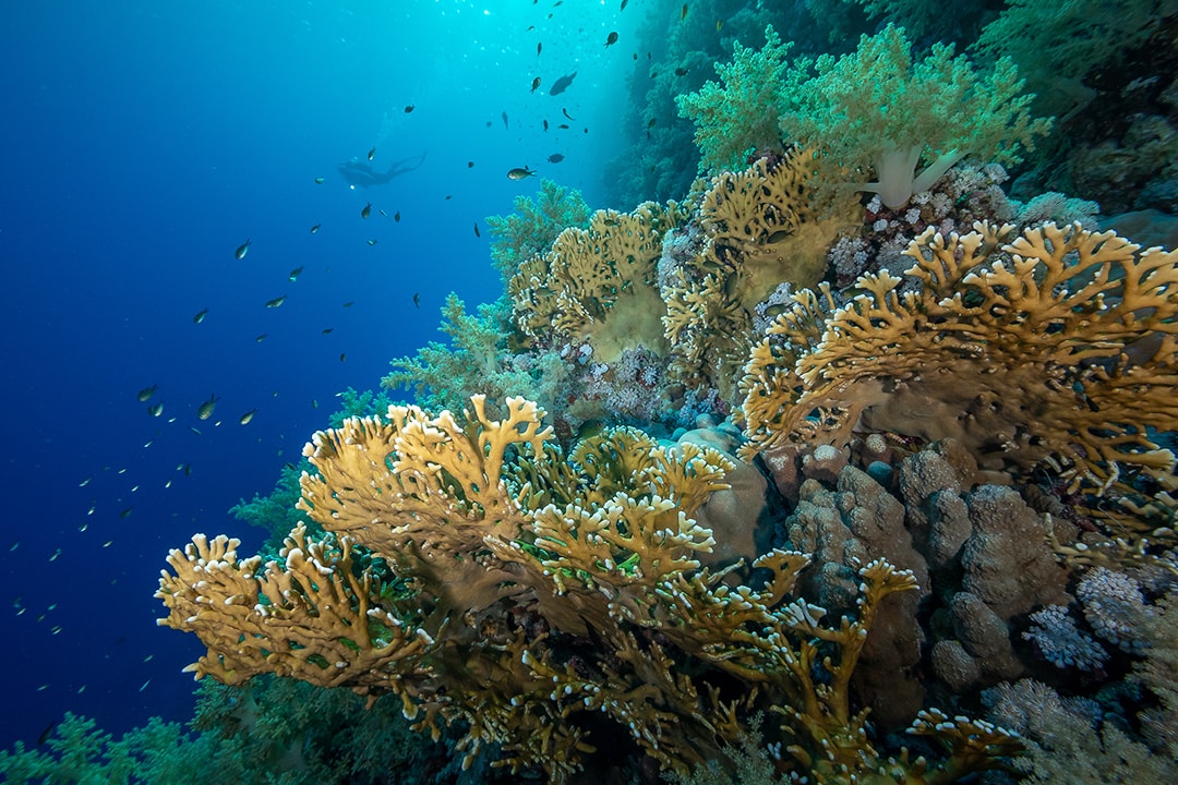 Underwater Wonders, Res Sea, Egypt Underwater Wonders, Res Sea, Egypt
