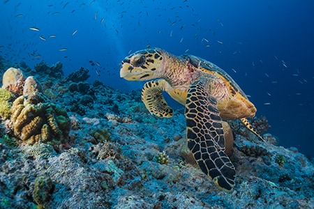 Underwater Life, Marsa Alam, Egypt Underwater Life, Marsa Alam, Egypt