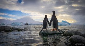 Penguins in Antarctica #1 Penguins in Antarctica #1