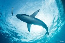 Shark Shark