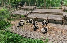 Pandas in the Giant Panda Cub Enclosure Pandas in the Giant Panda Cub Enclosure