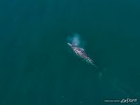 Gray whale