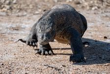 Komodo dragon