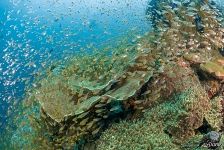 Fishes on a coral reef