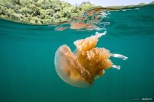 Split with jellyfish
