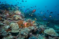 Maldives. Underwater