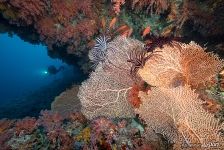 Underwater World of the Maldives