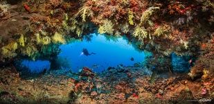 Corals #56