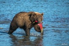 Bear with a catch